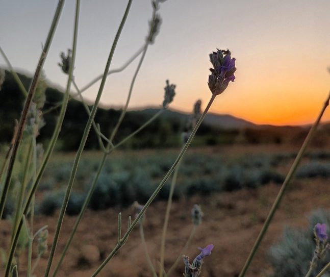 Lavande Aspic sur coucher de soleil. Fleur de lavande.
